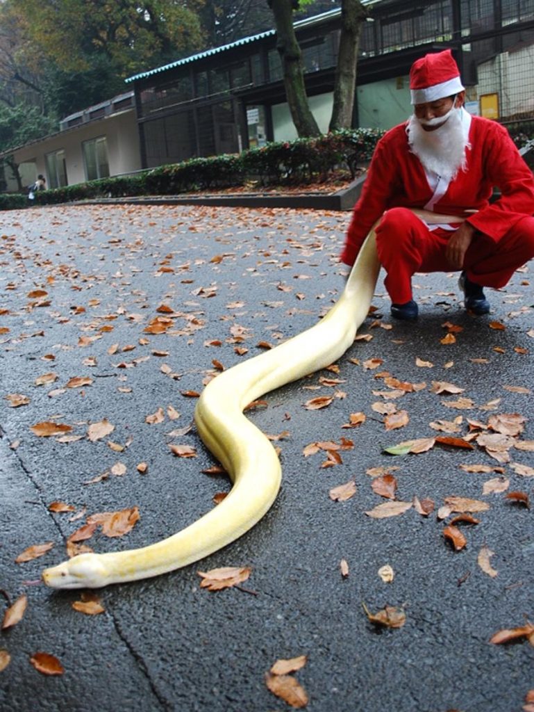 福岡市動物園でクリスマスイベント　ヘビサンタ登場