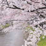 川沿いの桜は先人の知恵