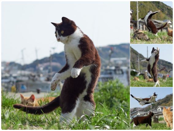 のら猫拳 ニャンコたちの戦闘訓練