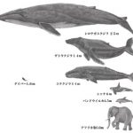 シロナガスクジラは、体長30m重さ200tの地球上最大の生き物