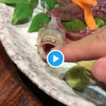 日本では有明海のみで捕れるスズキ目ハゼ科の魚【動画】