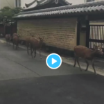 【びっくり動画】奈良の街中を我が物顔で疾走する鹿の集団