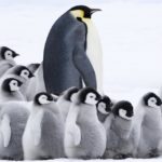 ペンギン保育園の遠足【動画】