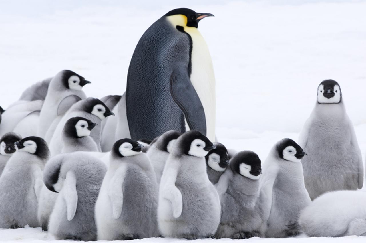 ペンギン保育園の遠足 動画
