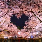 弘前さくらまつり の ハートフレームの桜