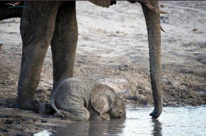 まだうまく鼻を使って水を飲めないゾウの赤ちゃん