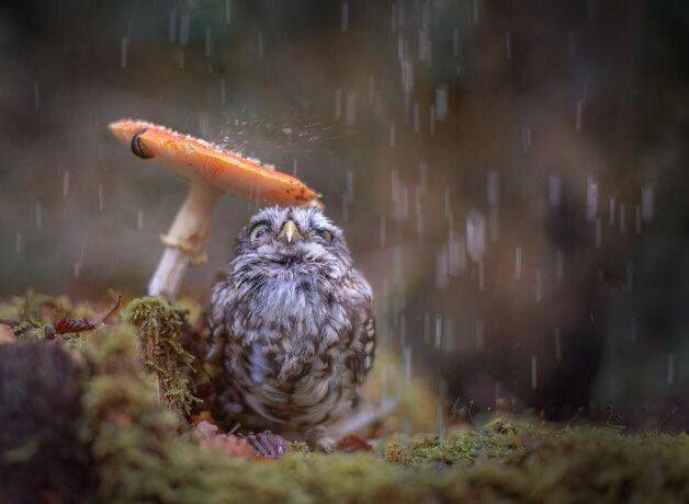 キノコで雨宿りするフクロウかわいい