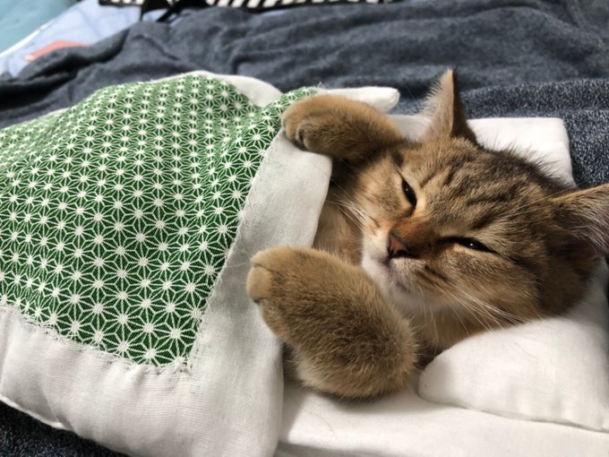 子猫用の布団作ったら寝てる姿が可愛すぎた