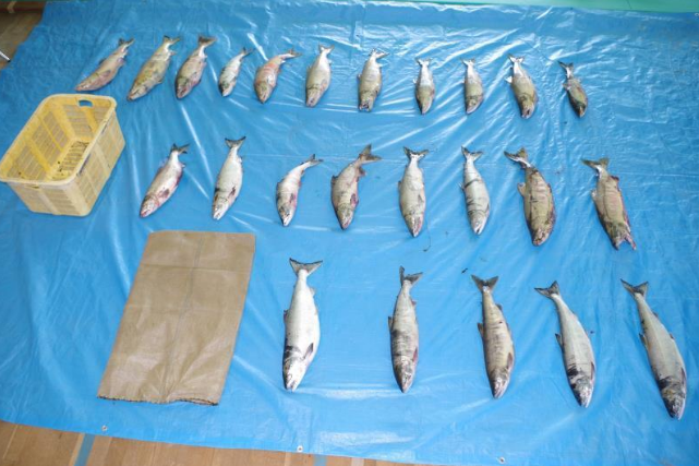北海道ではいまの時期、鮭の密漁犯がよく捕まります。