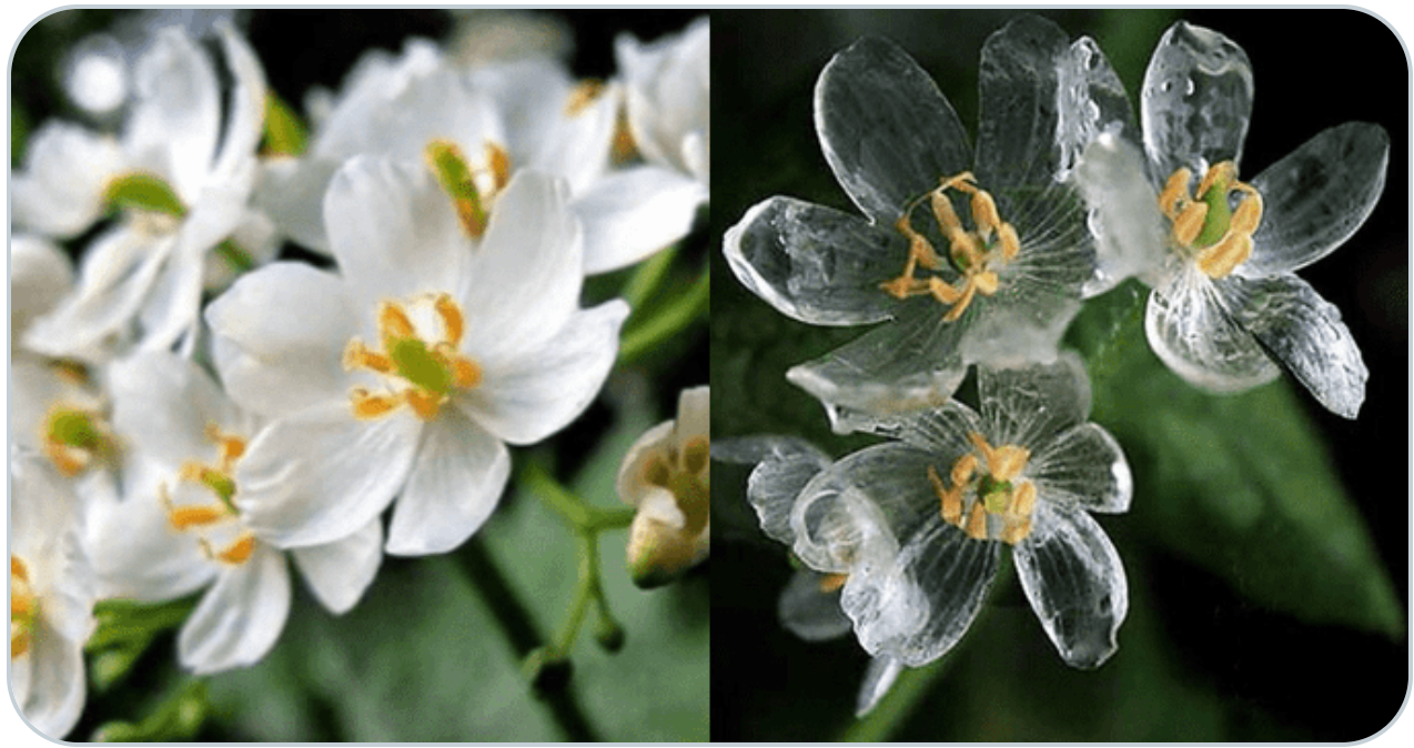 サンカヨウ 山荷葉 という花で 花言葉は 清楚