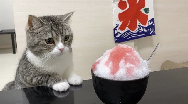生まれて初めてかき氷を見た猫w